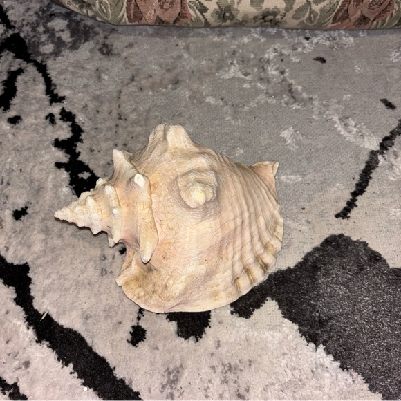 Natural Conch Shell Decor - Picture 2 of 5
